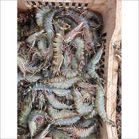 ताजा झींगा वजन: आवश्यकता के अनुसार किलोग्राम (किलो)