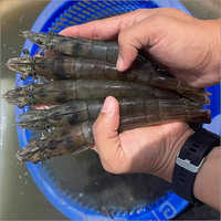 ताजा झींगा वजन: आवश्यकता के अनुसार किलोग्राम (किलो)