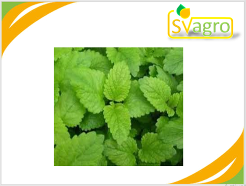 Lemon Balm Extract Grade: Na