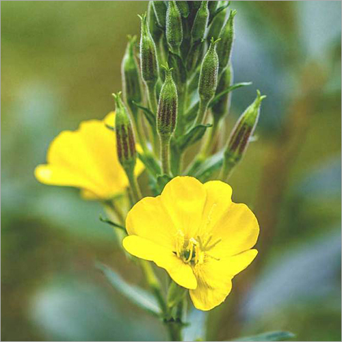 Evening Primrose Extract