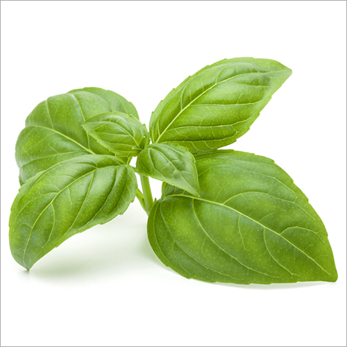 Basil Extract - 1 Kg Powder, 100% Pure Green Tulsi with 12 Month Shelf Life