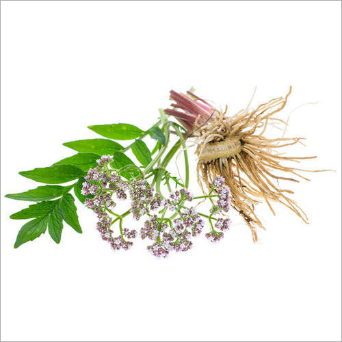 Valerian Extract - 10:1 Concentration, Liquid Form, Brown Color | Water Extraction, Packaged in Glass Bottle, Store in Cool, Dark Place, Shelf Life of 2 Years