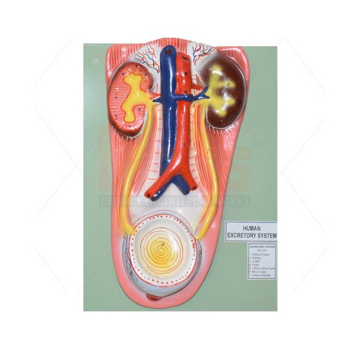 मूत्राशय के साथ मानव गुर्दे