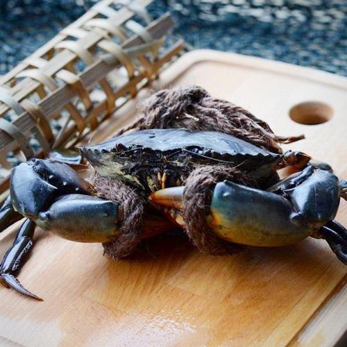 Black Live Mud Crabs