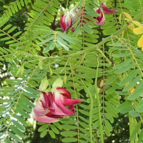 सेसबीना ग्रैंडिफ्लोरा सीड्स