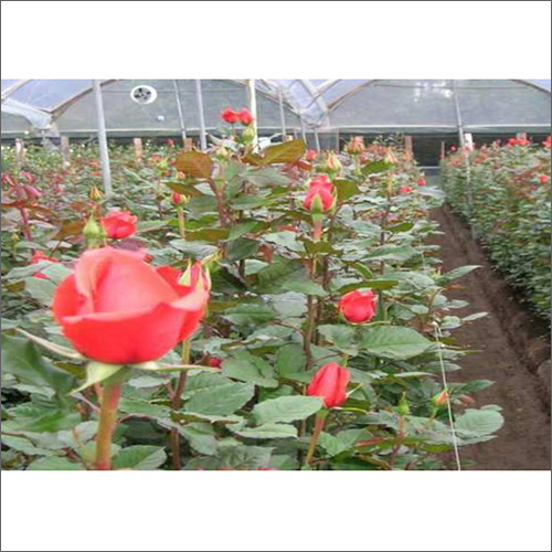 Natural Dutch Rose Plant - Natural, Green Plant, Rose Variety | Ideal For Restaurants, Hotels, Bungalows, Banquet Halls, Apartments