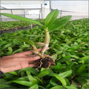 Tissue Culture Orchid Dendrobium Plant - Rare Breed Easy To Grow | White Pink Peach Purple Colors Low Maintenance Ideal For Indoor & Outdoor Use