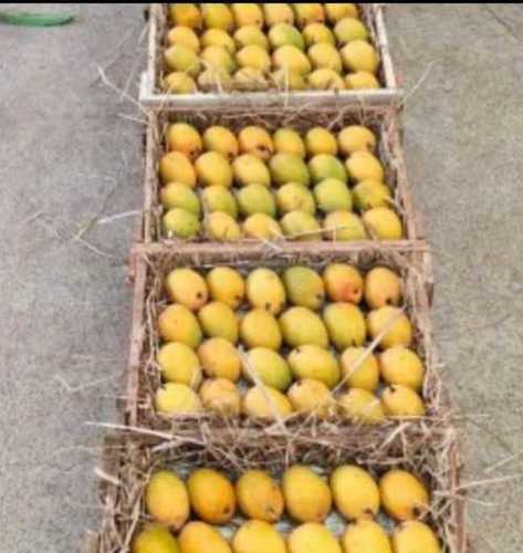 आल्फोंसो आम प्रदाता