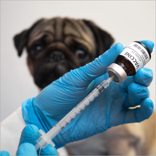 Veterinary Vaccine - 0.5 ml, Killed Virus Formula in Single-Dose Vial, Subcutaneous Administration, Refrigerated Storage, 1-Year Shelf Life, Enhanced with Stabilizers and Preservatives