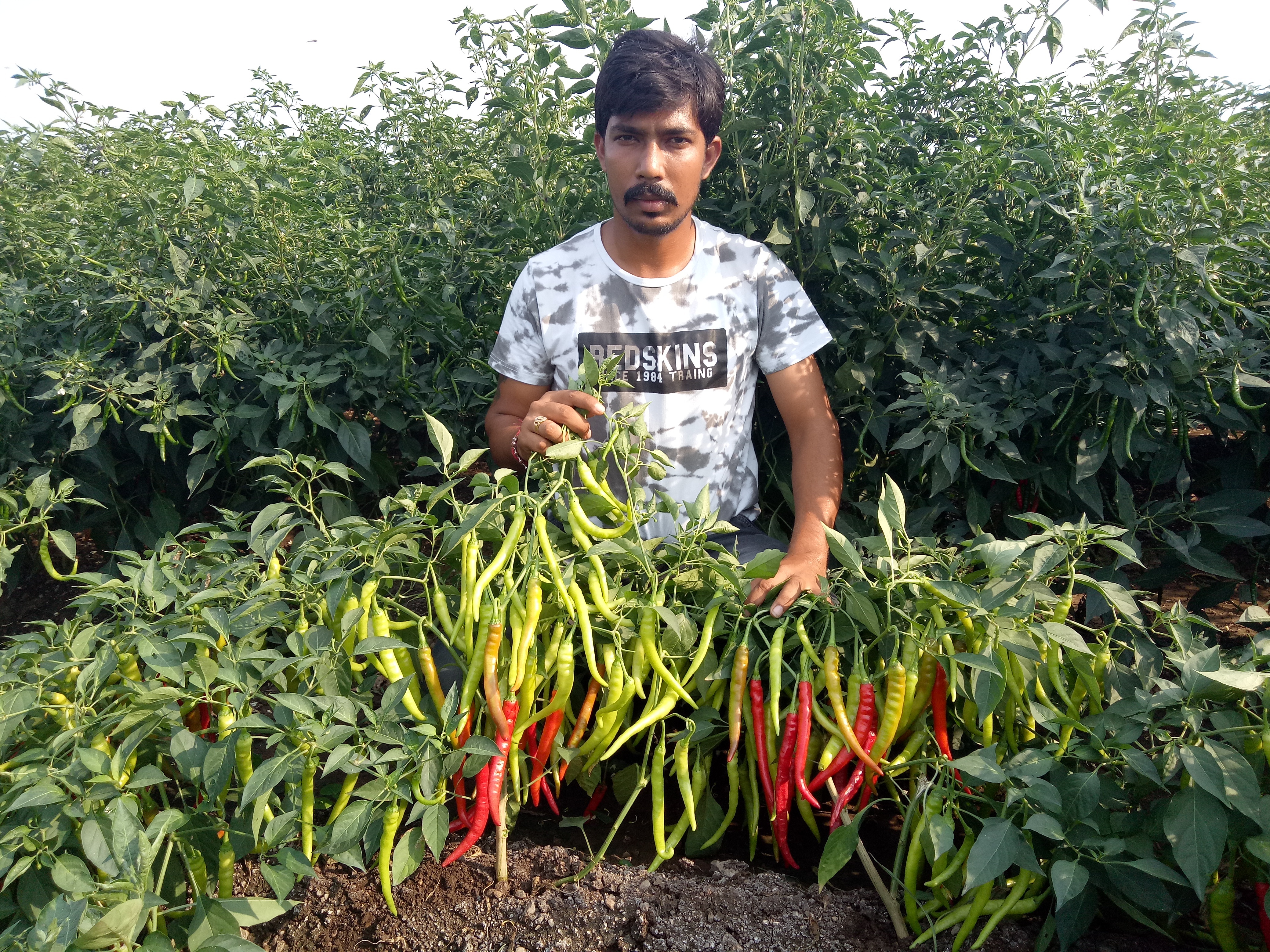 Hybrid Chilli Seeds - Cultivation Type: Open Field