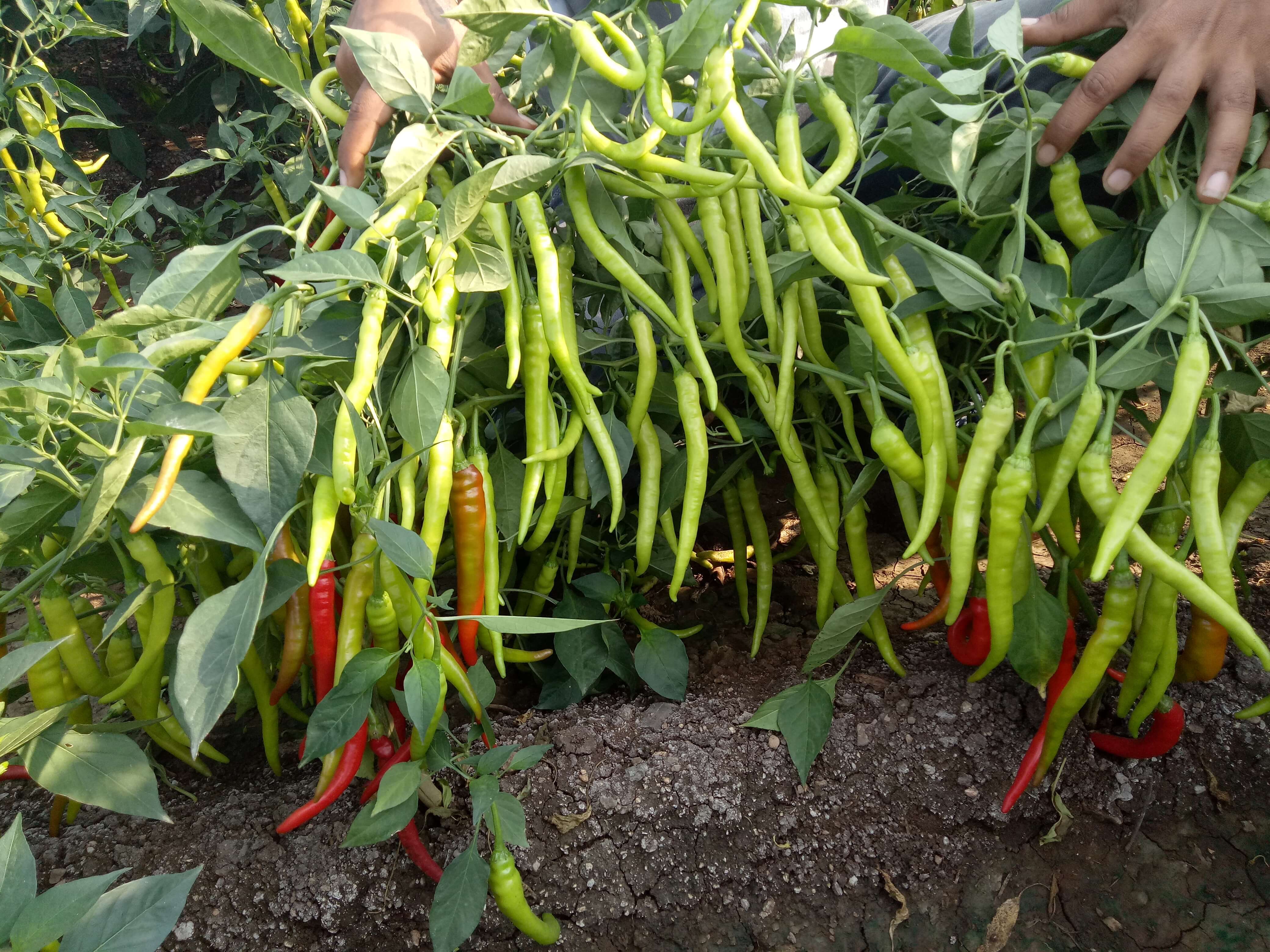Hybrid Chilli Seeds - Cultivation Type: Open Field