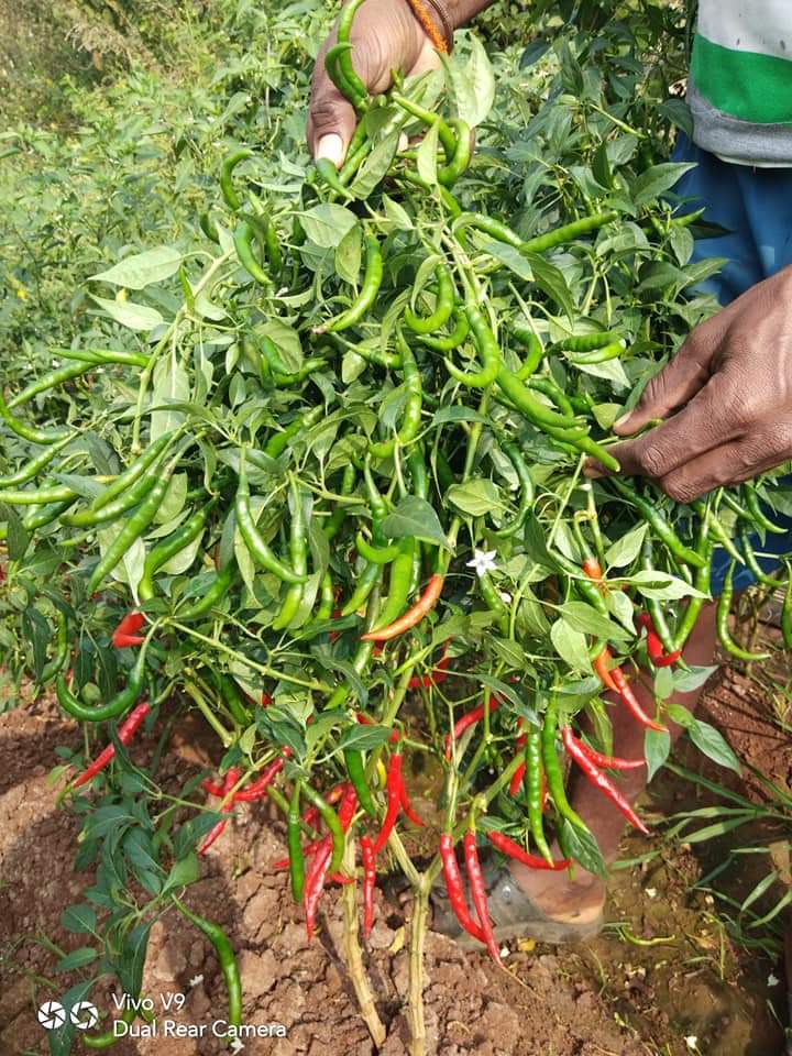 Ashwinni F1 Chilli Seeds - Cultivation Type: Open Field