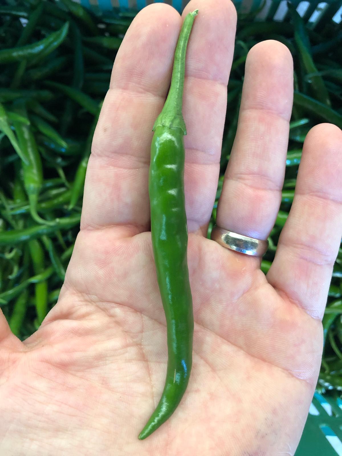 Ashwinni F1 Chilli Seeds - Cultivation Type: Open Field