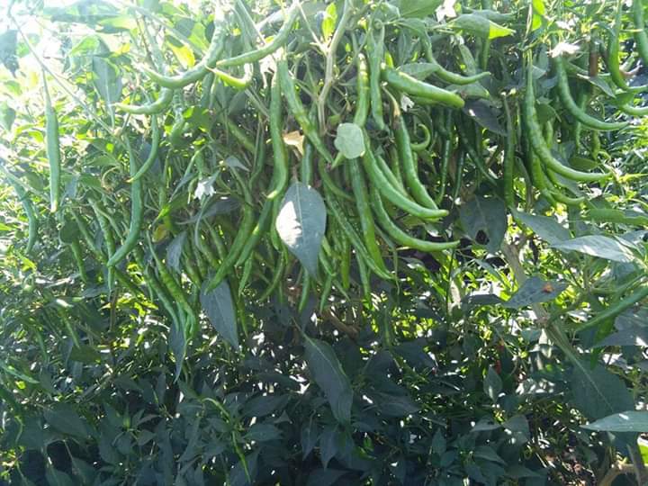 Ashwinni F1 Chilli Seeds - Cultivation Type: Open Field