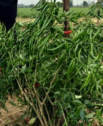 Hybrid Chilli Seeds - Cultivation Type: Open Field