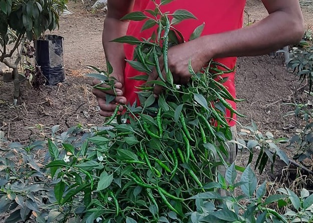 Hybrid Chilli Seeds - Cultivation Type: Open Field