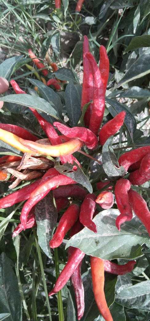 Goskar F1 Hybrid Chilli Seeds - Cultivation Type: Open Field