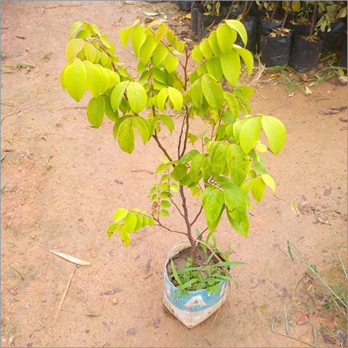 हरा प्राकृतिक करोंदा (कोरोमचा) का पौधा