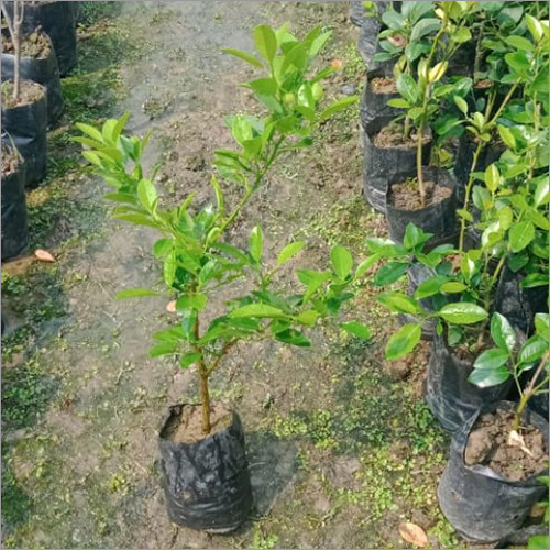 Natural Lemon Plant - Green Color, Lemon Variety | Ideal for Indoor Gardening and Aromatic Landscaping