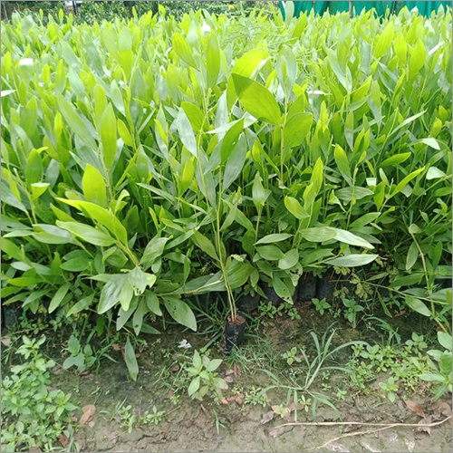 Green Natural Australian Teak Plant