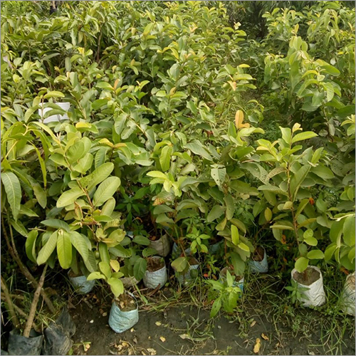 Natural Guava Plant - Green Variety | Indoor And Outdoor Decorative Plant, Ideal For Garden Landscaping And Fruiting Needs
