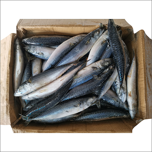 Horse Mackerel Fish Weight: As Per Requirement Kilograms (Kg)