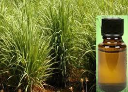 मलमरोसा तेल