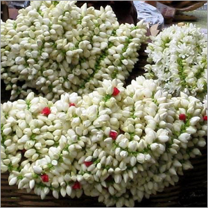 जैस्मिन के फूल