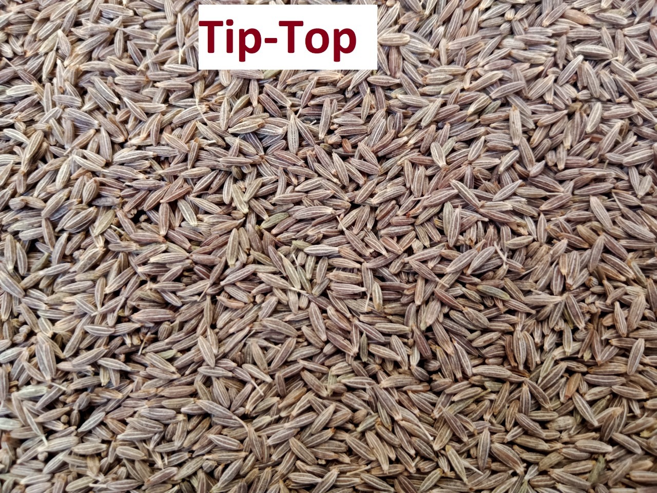 Fresh Cumin Seed