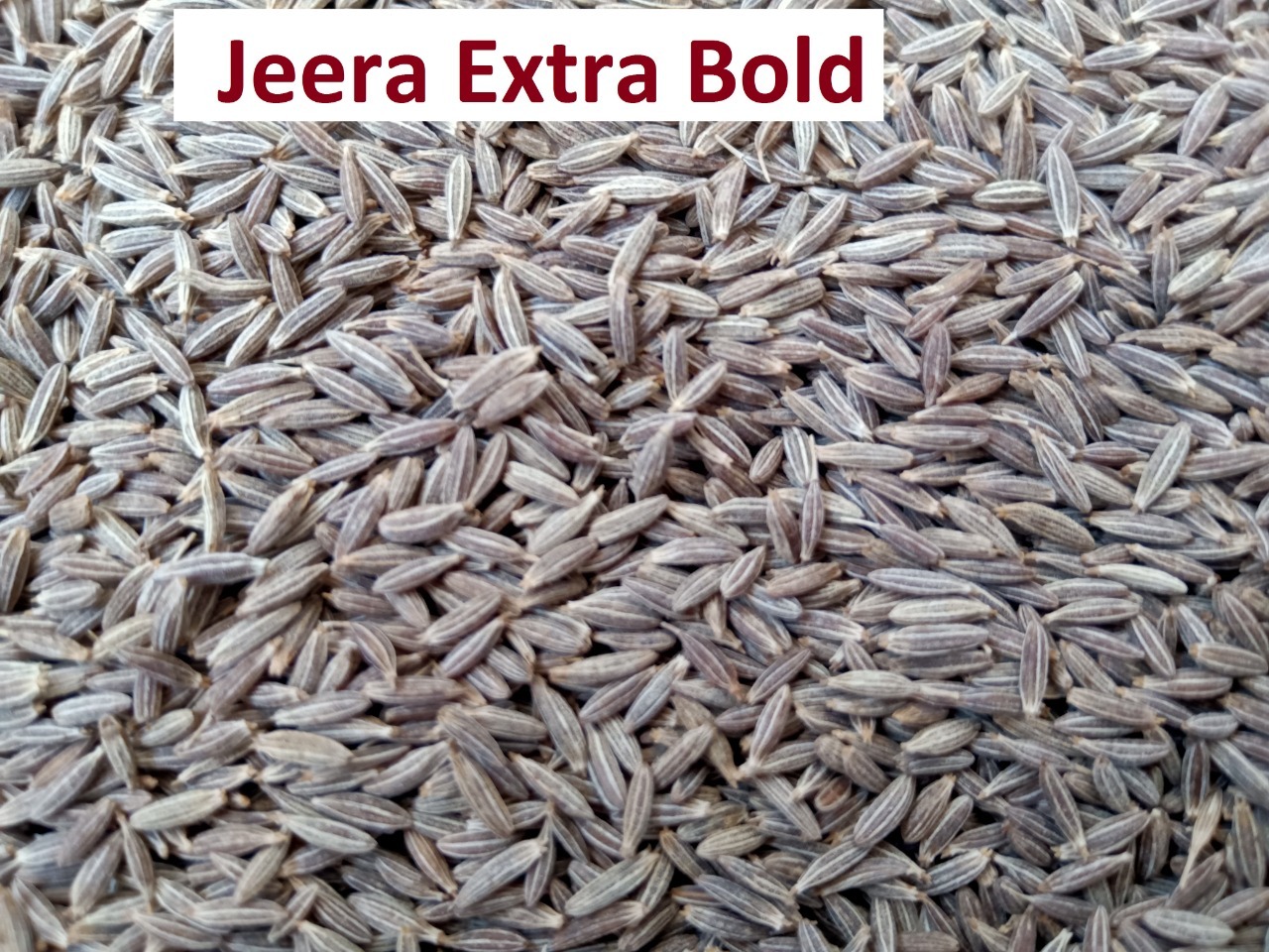 Fresh Cumin Seed