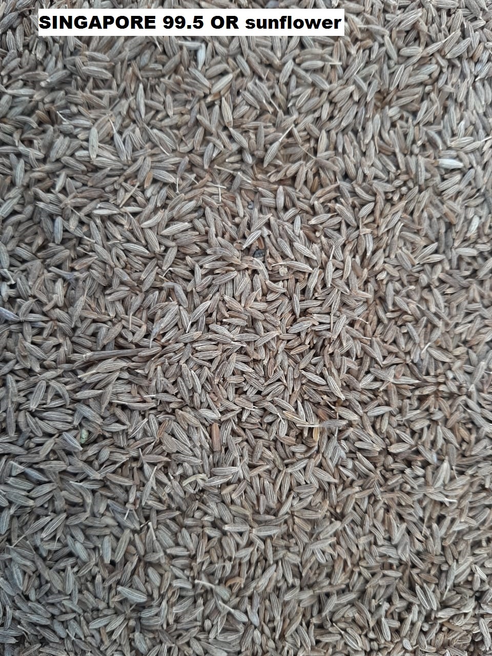 Fresh Cumin Seed