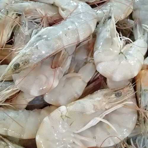 Vennamei झींगे आपूर्तिकर्ता