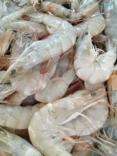 वन्नामी झींगा आपूर्तिकर्ता