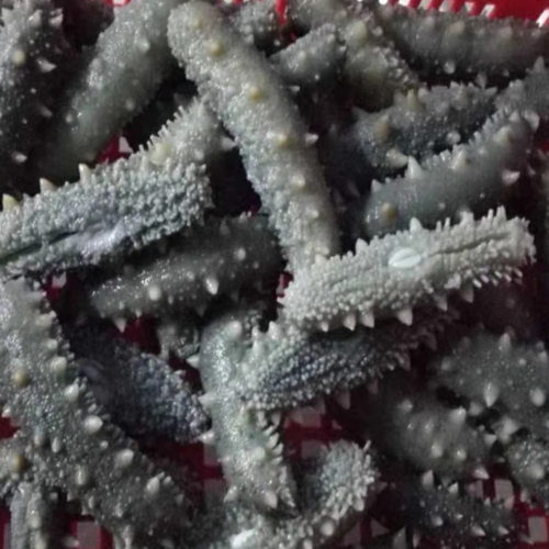 Dried Sea Cucumber - 200G, Rich in Protein and Essential Amino Acids, Low-Fat and Low-Carb, Natural Taste and Quality