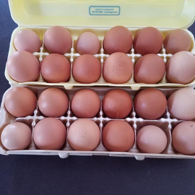 Organic White Eggs Egg Origin: Chicken