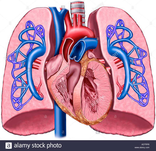 दिल के साथ बहुरंगा फेफड़े