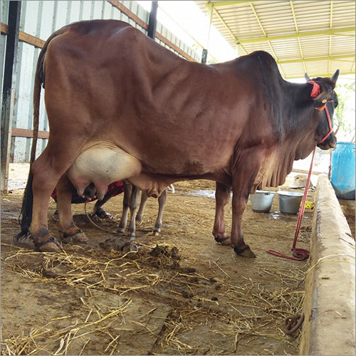 Brown Dairy Farm Sahiwal Cow