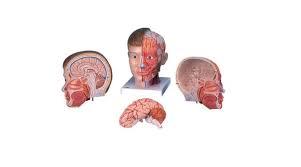 गर्दन के साथ त्वचा और लाल सिर