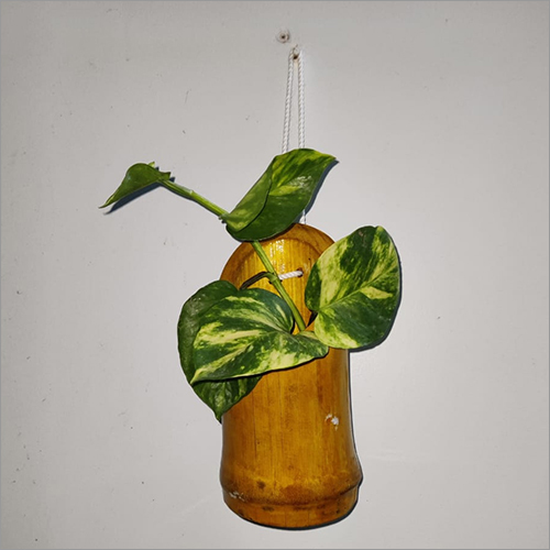 Bamboo Planters - Wood Material, 12x12x12 Inches, Golden Color | Polished Finish For Elegant Plantation Decor
