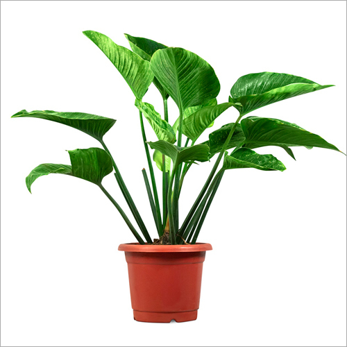 फिलोडेंड्रोन कांगो ग्रीन प्लांट का आकार: विभिन्न आकार में उपलब्ध