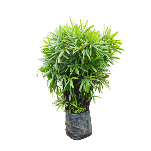 ग्रीन रैफिस पाम प्लांट