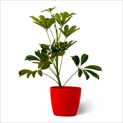 शेफ़लेरा ग्रीन प्लांट का आकार: विभिन्न आकार में उपलब्ध