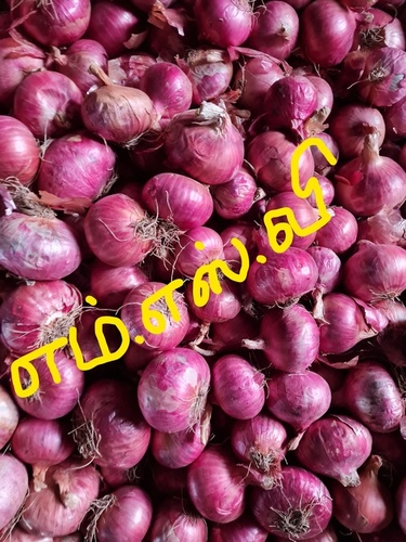 लाल प्याज
