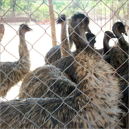 EMU पक्षी