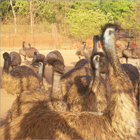EMU पक्षी पालन