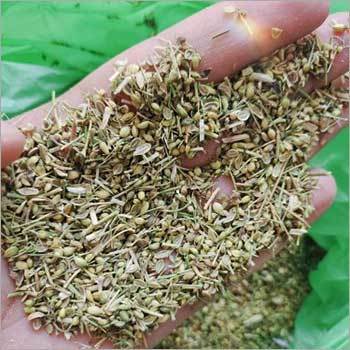 Green Coriander Seeds - Organic, Grade A | High Purity, Nil Moisture Content, Vibrant Green Color