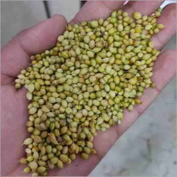 Organic Coriander Seeds - 20kg, 25kg, 30kg, 40kg | Green, Natural, High Purity, Organic Grade A, Moisture Nil, Ideal for Home Use & Grinding