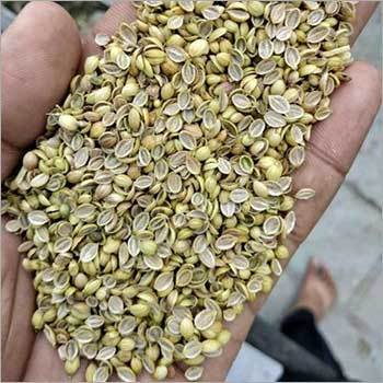 Organic Single Split Coriander Seeds