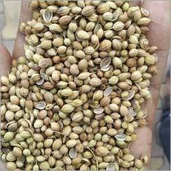 Whole Organic Coriander Seeds - 20kg, 25kg, 30kg, 40kg PP & Gunny Bag | Organic Grade A, High Purity, Nil Moisture, Yellow Color for Home Use