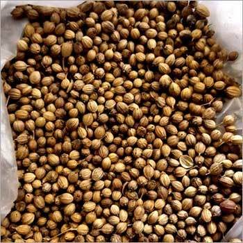 Brown Coriander Seeds - Organic, 20kg - 40kg | High Purity, Nil Moisture, Grade A Quality